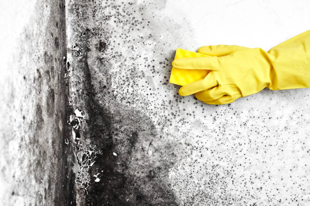 Trusted Glendora, NJ Mold Removal Experts