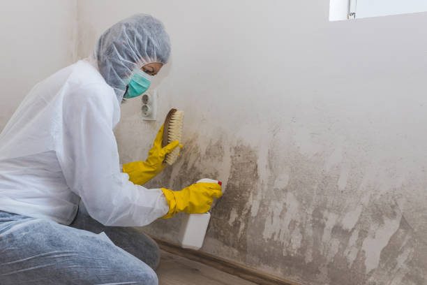 Attic Mold Removal in Glendora, NJ