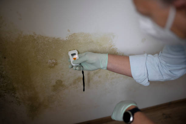 Mold Removal Process in Glendora, NJ