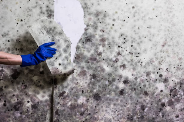 Best Mold Removal Process  in Glendora, NJ